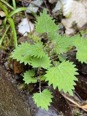 Urtica sykesii