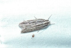 Leistarcha scitissimella