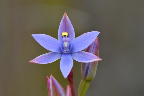 Image of Thelymitra malvina by (c) Christopher Stephens, some rights reserved (CC BY-SA)