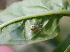 Enoplognatha ovata