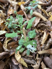 Chrysoesthia sexguttella