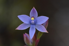 Thelymitra malvina