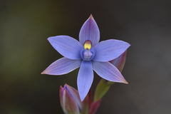 Thelymitra malvina