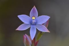 Thelymitra malvina