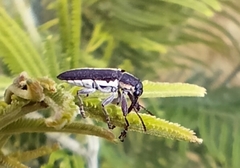 Rhinotia