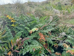 Anisotome lyallii