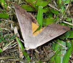 Ophiusa disjungens