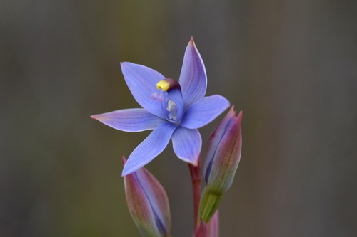 Image of Thelymitra malvina by (c) Christopher Stephens, some rights reserved (CC BY-SA)