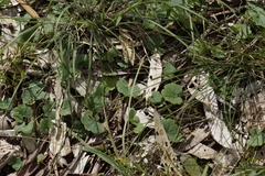 Hydrocotyle hirta