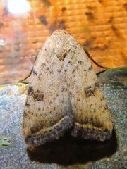 Micrathetis triplex