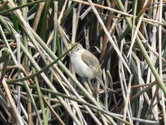 Acrocephalus australis