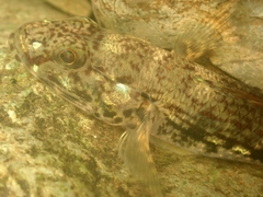 Glossogobius