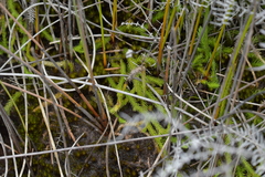 Brownseya serpentina