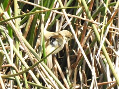 Acrocephalus australis