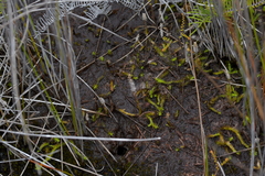 Brownseya serpentina