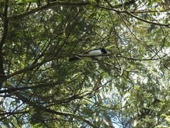 Myiagra rubecula