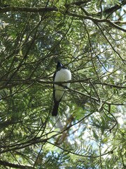 Myiagra rubecula
