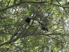 Myiagra rubecula