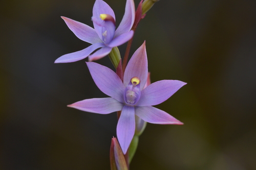 Image of Thelymitra malvina by (c) Christopher Stephens, some rights reserved (CC BY-SA)