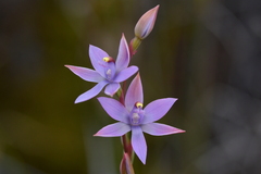 Thelymitra malvina