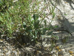 Pelargonium coronopifolium