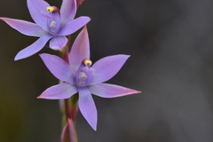 Thelymitra malvina