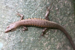 Concinnia tenuis