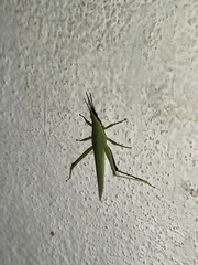 Atractomorpha lata