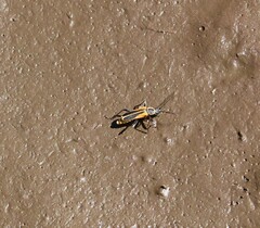 Chauliognathus opacus