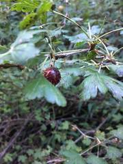 Ribes pinetorum