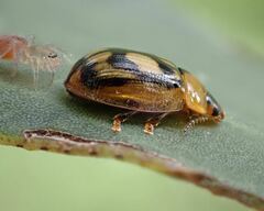 Peltoschema hamadryas