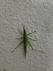 Atractomorpha lata