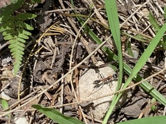 Myrmecia nigrocincta