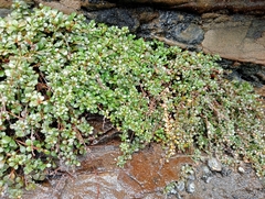 Samolus repens repens