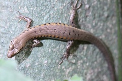 Concinnia tenuis