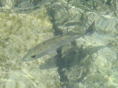 Lutjanus griseus