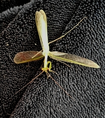 Miomantis caffra