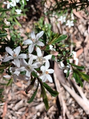 Philotheca hispidula