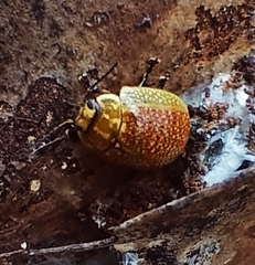 Paropsisterna cloelia