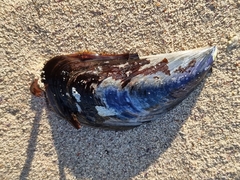 Mytilus galloprovincialis