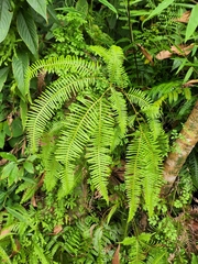 Dicranopteris