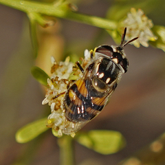 Copestylum marginatum