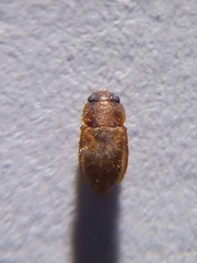 Coleoptera
