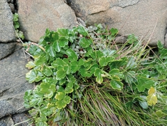 Apium prostratum filiforme