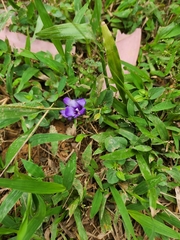 Torenia