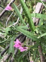 Convolvulus remotus