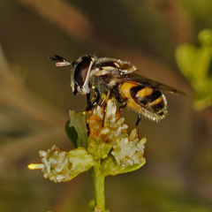 Copestylum marginatum
