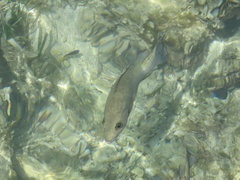 Lutjanus griseus