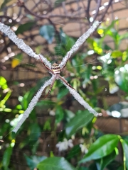 Argiope keyserlingi