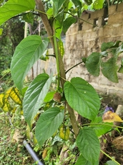 Actinidia fulvicoma